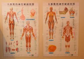Mosman Massage back massage